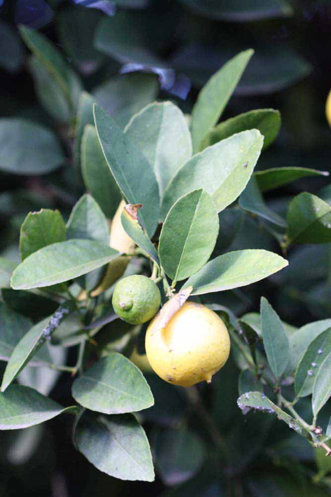            Sun leaves (Mexican, Riverside, CA)   